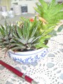 /album/galeria-de-fotos-mini-jardins-de-catos/imagem-de-2013-039-jpg/